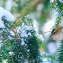 Firecrest in the snow