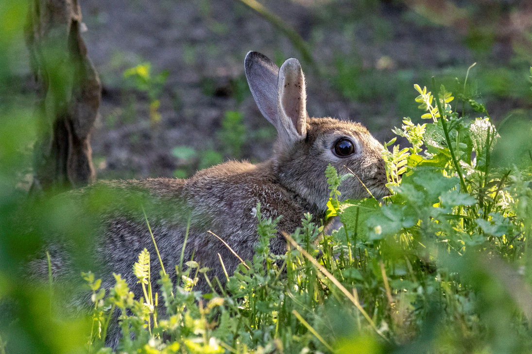 Nibbling Rabbit (animated) by OliverBPhotography on DeviantArt