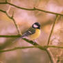 Tit Tuesday - Parus major