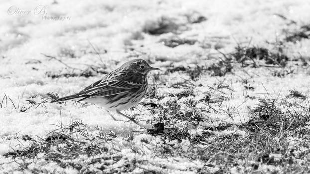 Monochrome Monday - Meadow Pipit in the Snow