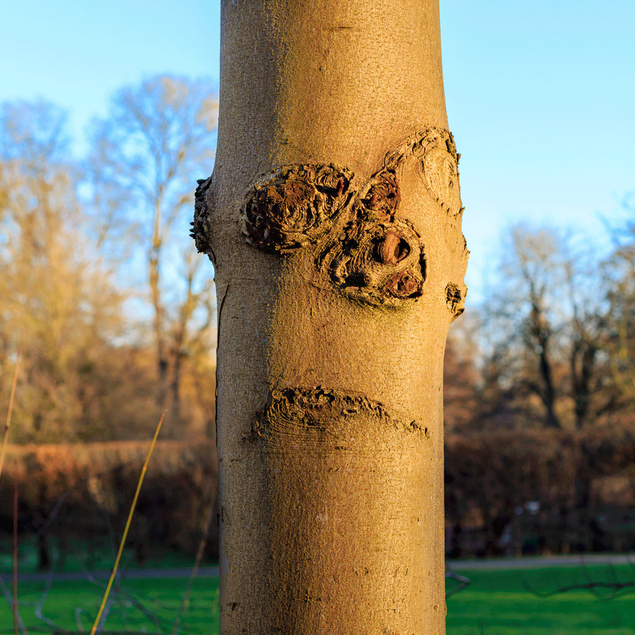 Grumpy Tree Face (animated) by OliverBPhotography on DeviantArt