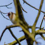 Goldfinches