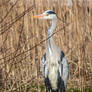 Grey Heron