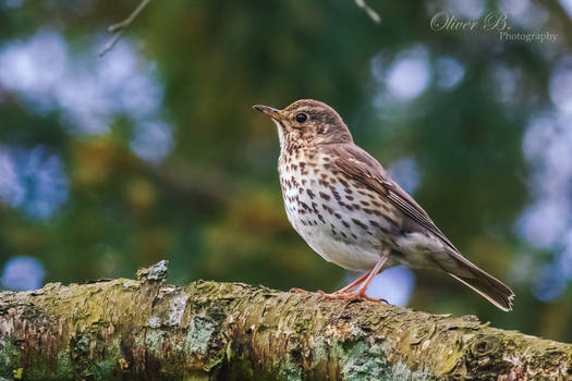 Song Thrush