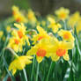 Wild Daffodils