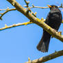 Amsel im Sonnenlicht