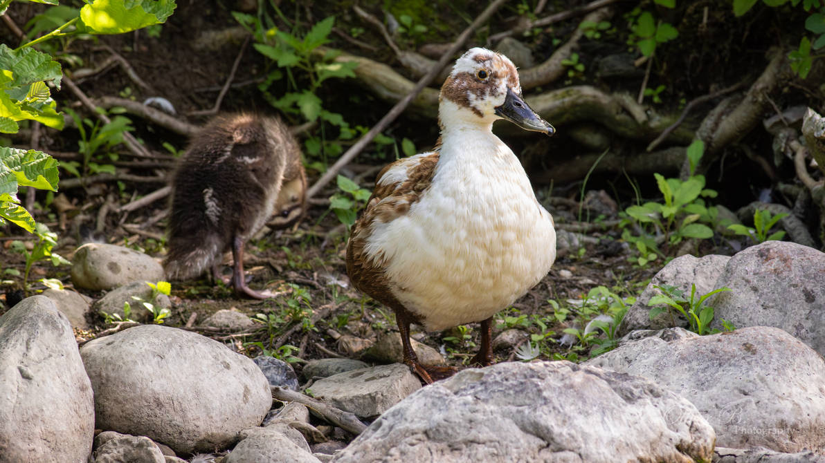 Female Mallard x Domestic Duck with Duckling (4k) by OliverBPhotography