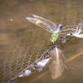 Dragonfly and feathers