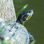 Trachemys scripta scripta