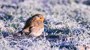 Frosty Robin (4K Wallpaper)