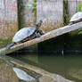 Turtle Power