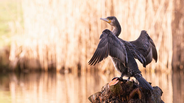 Today's Recipe: Bird, Sunlight and Water (4K WP)