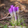 Crocus
