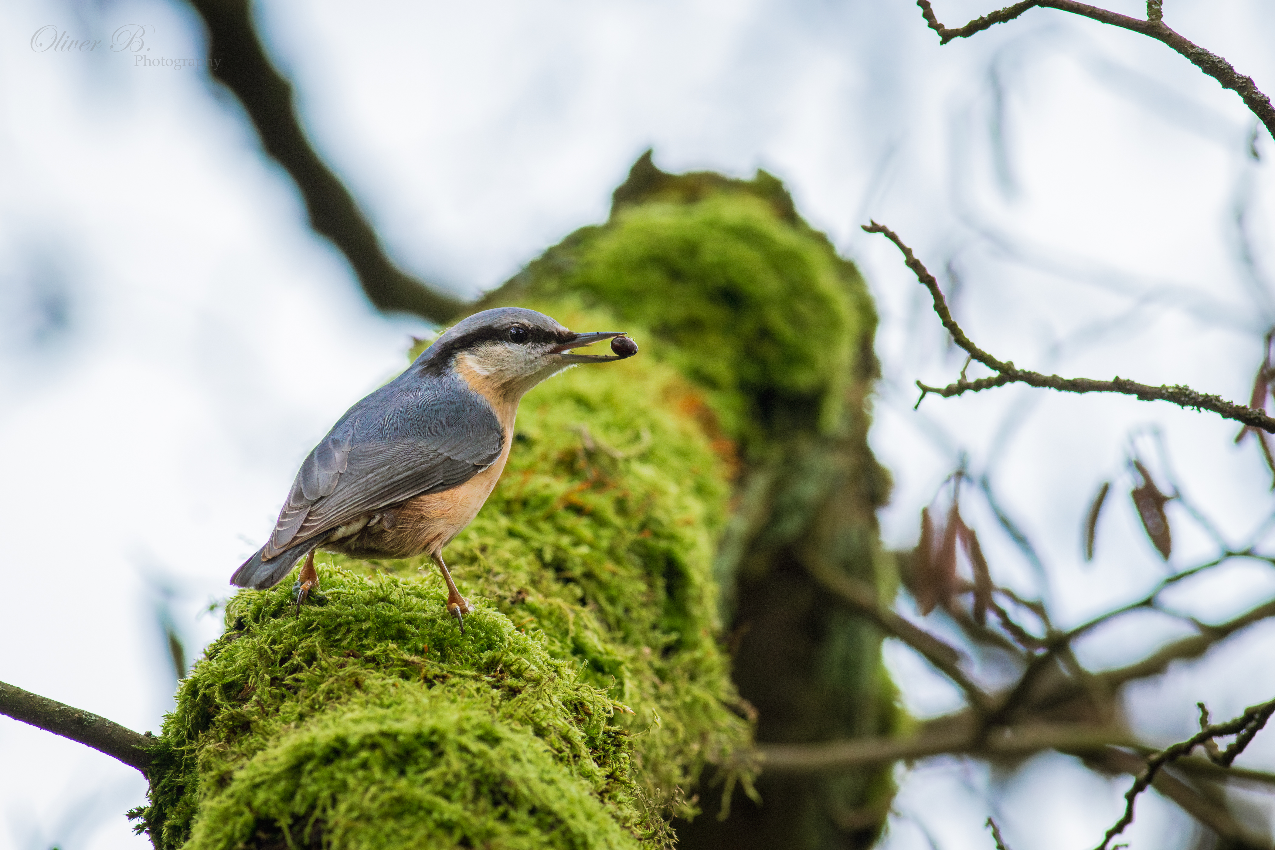 Eurasian Nuthatch