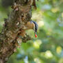 Nuthatch found a tasty treat