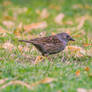 Dunnock