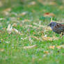 Wallpaper Wednesday - Dunnock