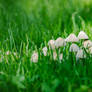 Wallpaper Wednesday - Mushrooms (4K Wallpaper)