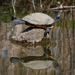 Turtle Yoga