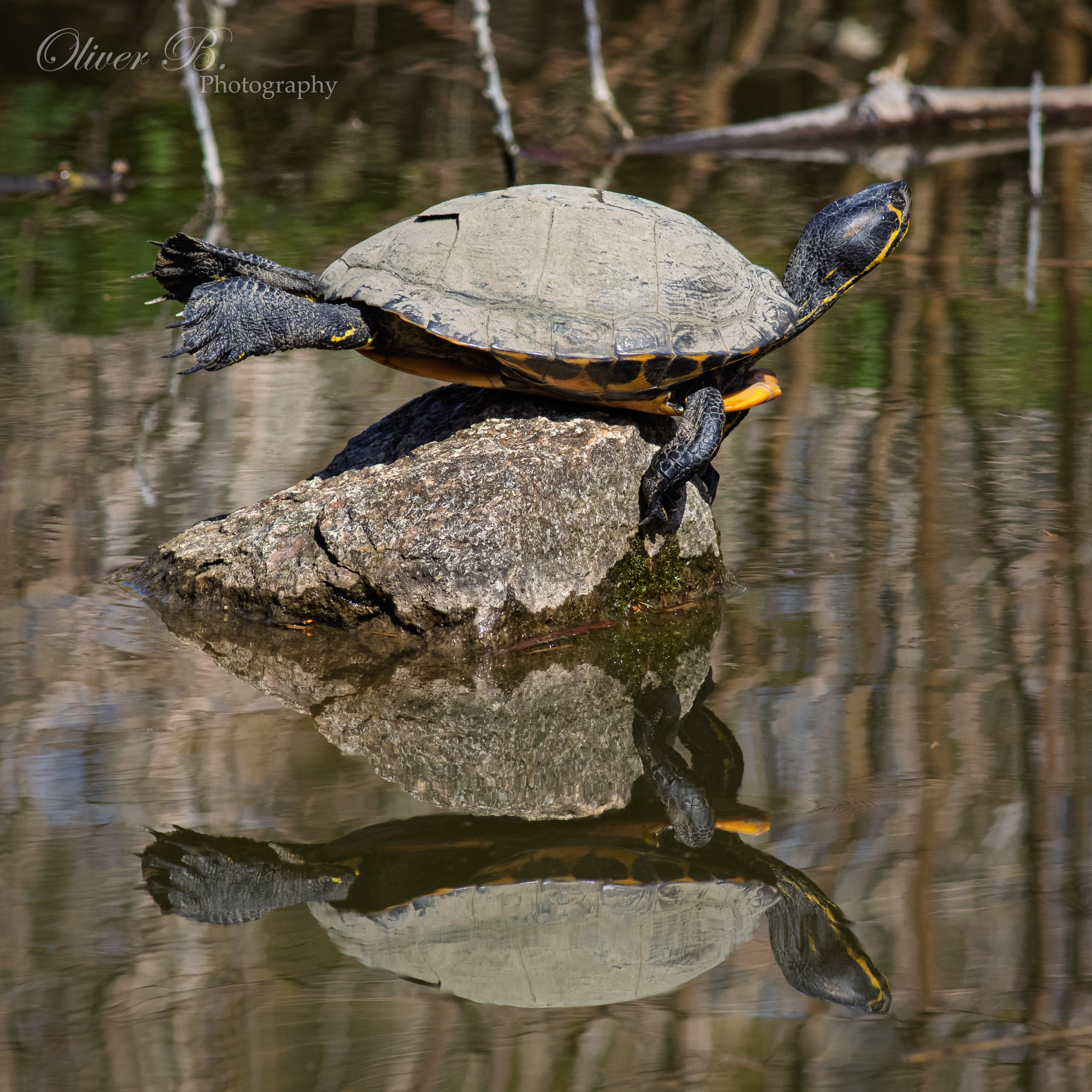 Turtle Yoga