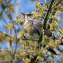 Thrush Tuesday - Fieldfare