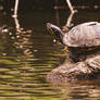 Turtle Yoga II - One With The Universe (4K WP)