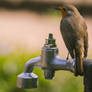 Wacky Wednesday - Guardian of the Water