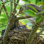 Feeding Time