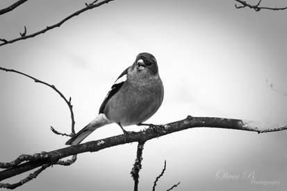 Monochrome Monday - I HATE MONDAYS, YOU HEAR ME?!