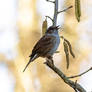 Dunnocks can sing too, you know?