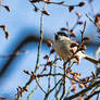 It's a tit.