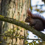 IT'S SQUIRREL SUNDAY!!! PARTY TIME!!!