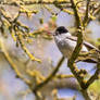 Mr. Blackcap sings his song