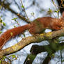 Smells like... Squirrel Saturday!!!