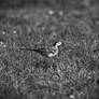 Monochrome Monday - White Wagtail