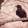 Sepia Saturday - That's a big crow, alright