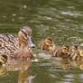 Manic Monday - So. Many. Ducklings!