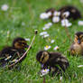 Had a bad day? Here, have a look at ducklings! :3