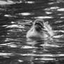 Monochrome Monday - A symphony in feathers
