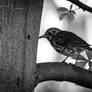 Monochrome Monday - Turdus philomelos