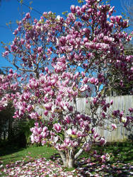 Magnolia Tree 2013