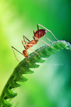 melancholy ant