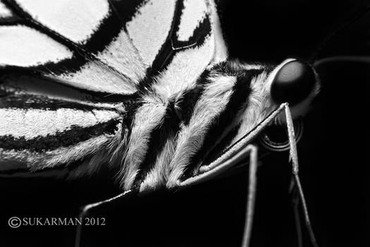 bw Butterfly