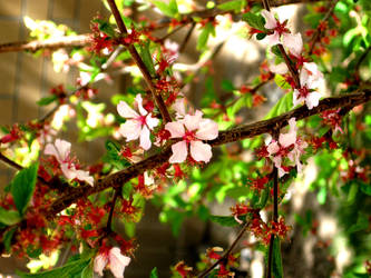 Pink Blossoms