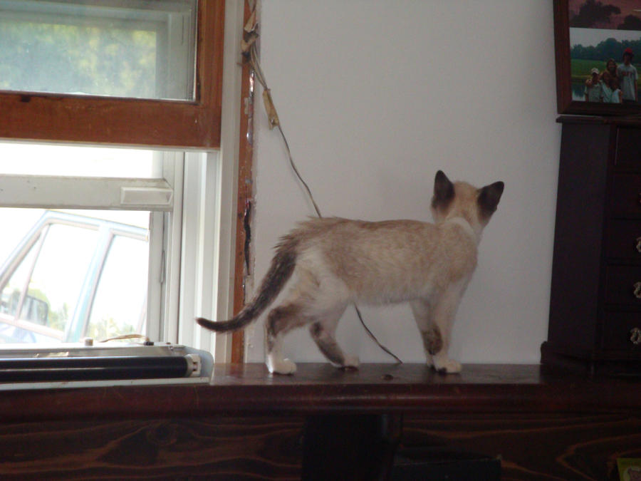 Siman the Curious Kitty by insanelittleprincess on DeviantArt