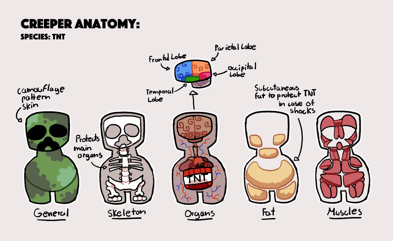 Creeper Anatomy by Mistdrawz on DeviantArt