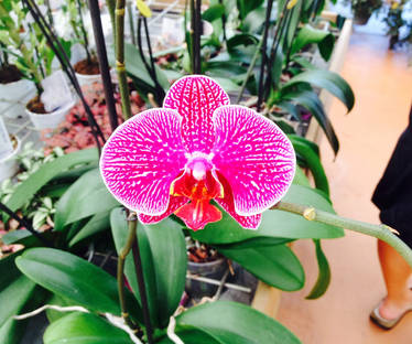 Pink orchidea