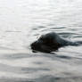 Covert Seal