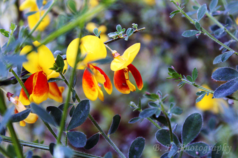 Cytisus scoparius