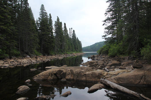 Lake in Forest